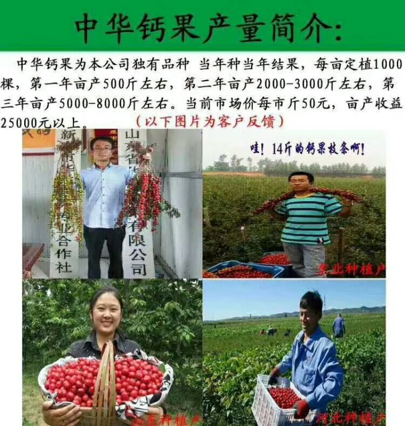 钙果苗