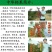 钙果苗