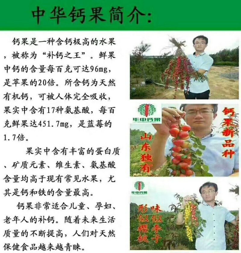 钙果苗