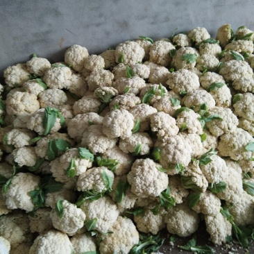 精品菜花，价格优惠，诚信合作！