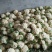 精品菜花，价格优惠，诚信合作！