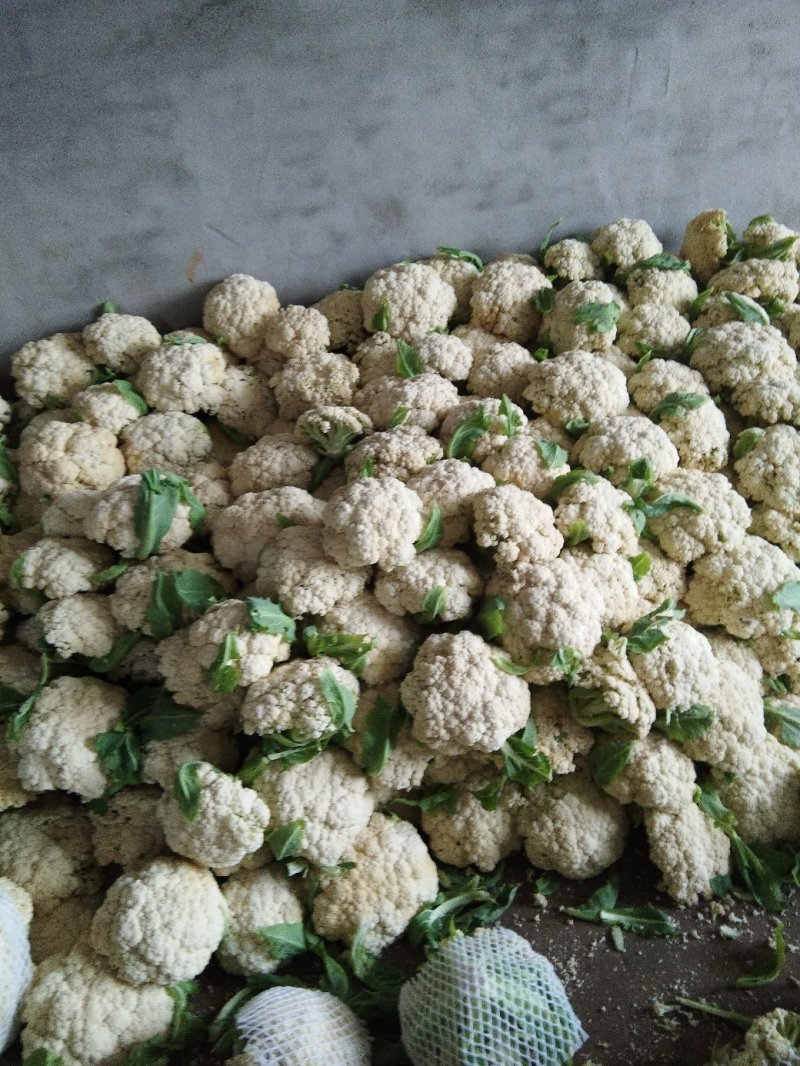 精品菜花，价格优惠，诚信合作！