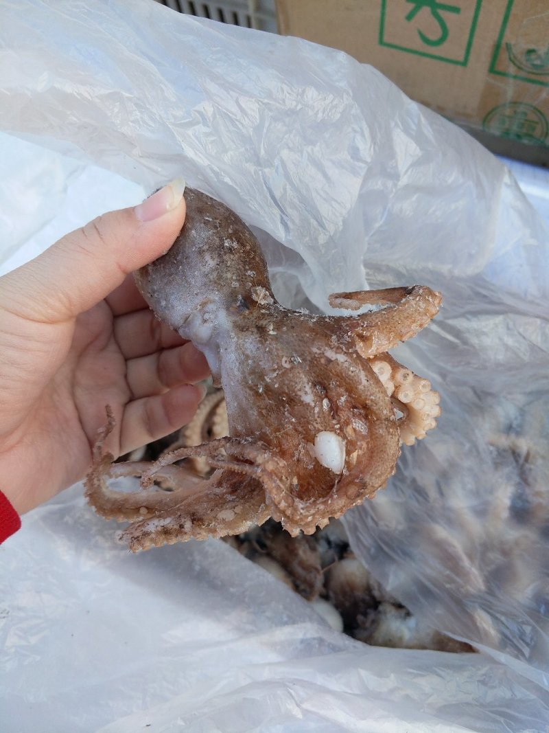 八爪鱼