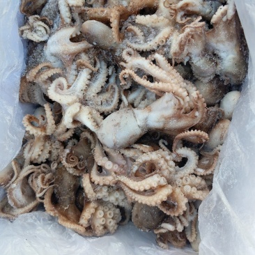 八爪鱼