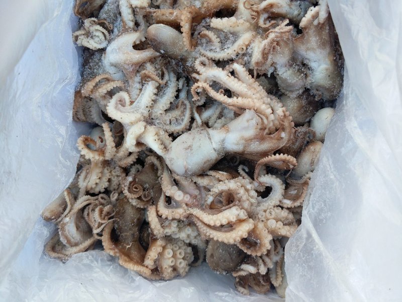 八爪鱼