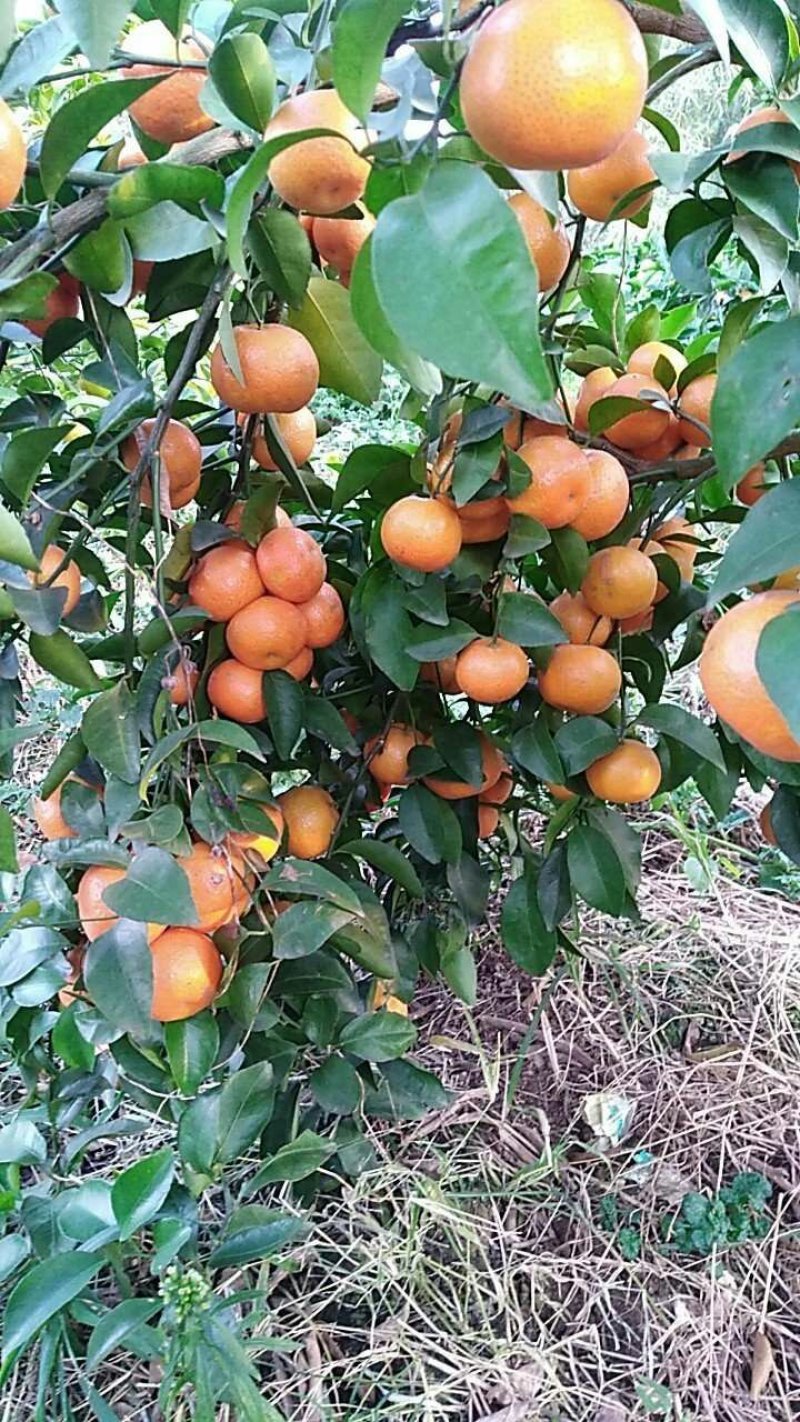 沙糖桔大量批发