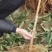 桃树苗黄桃黄金桃盆栽地栽果树苗适应南方北方种植