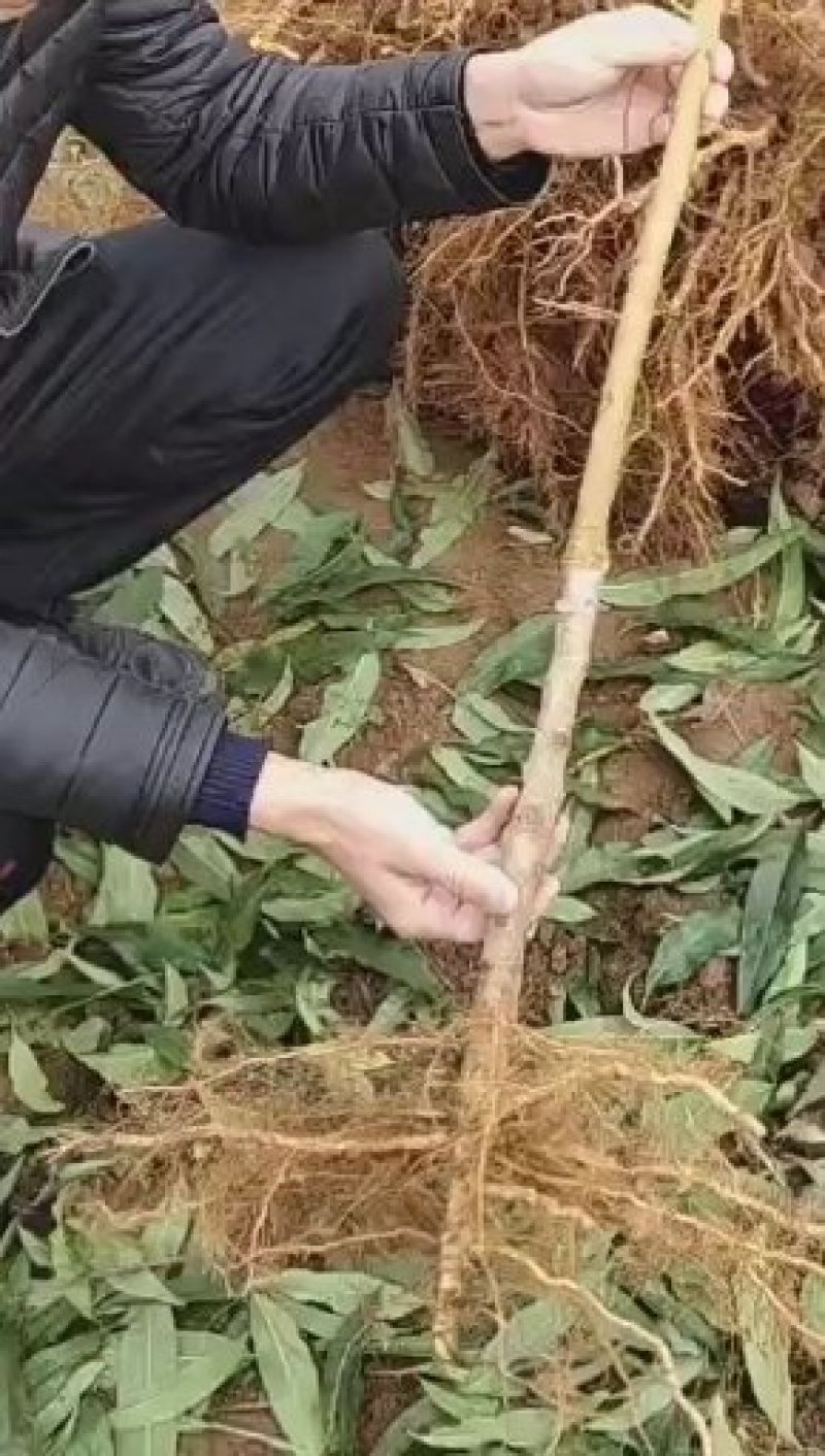 桃树苗黄桃黄金桃盆栽地栽果树苗适应南方北方种植