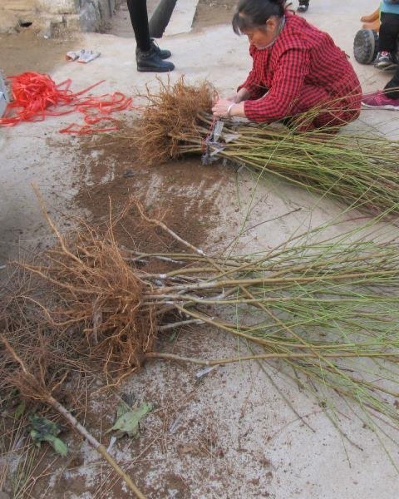 桃树苗黄桃黄金桃盆栽地栽果树苗适应南方北方种植