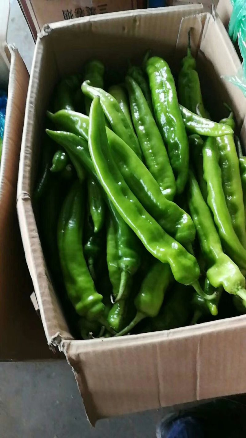 精品圆椒供应各类应季蔬菜量大货优质量保障品种齐全