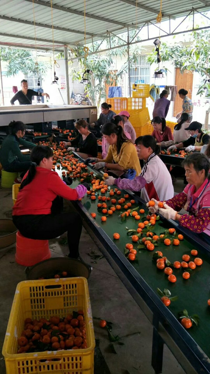 沙糖桔大量批发