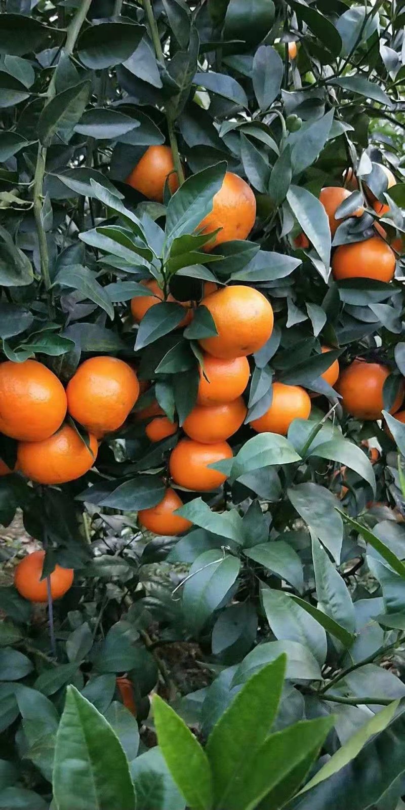 沃柑