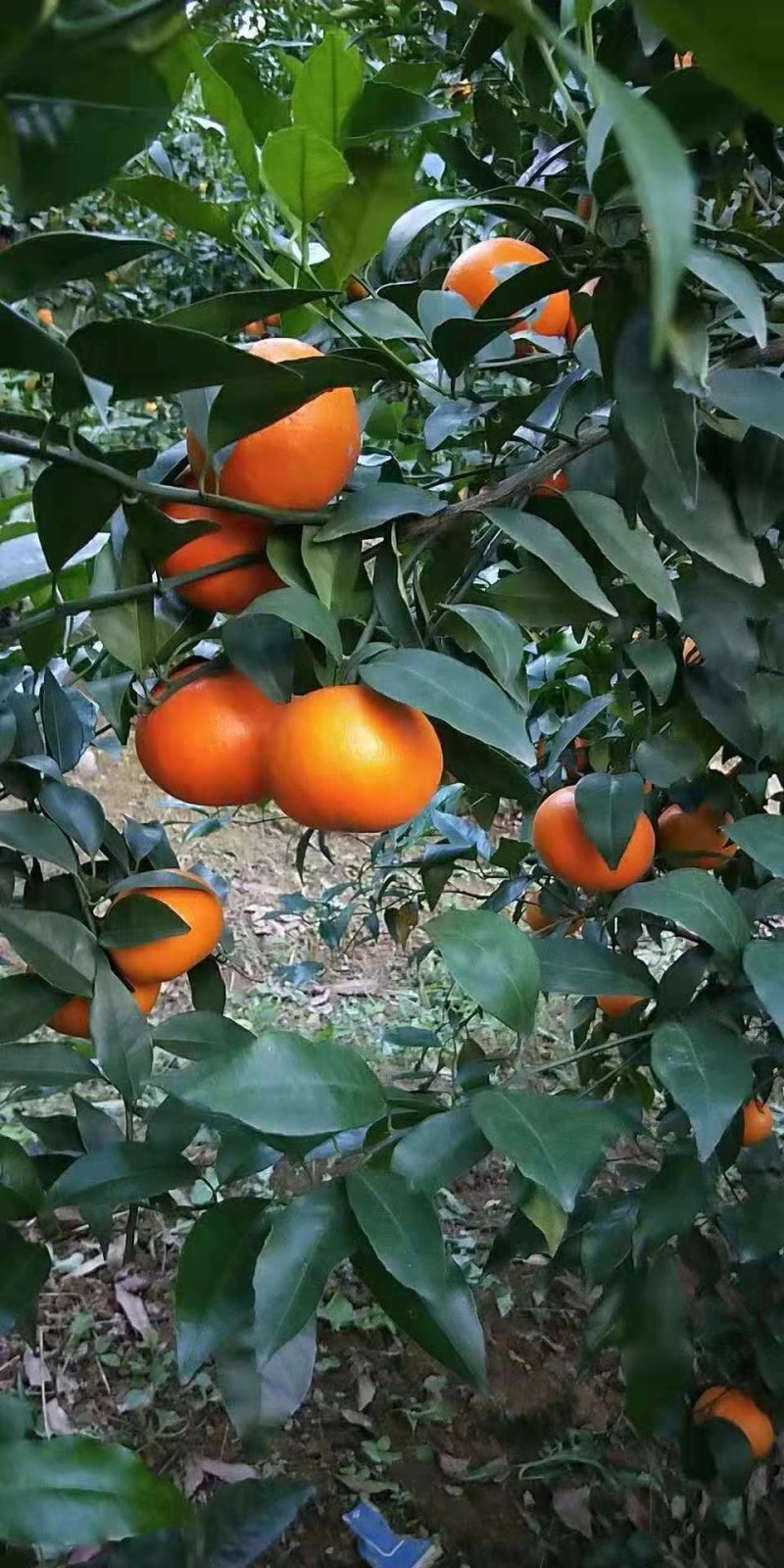 沃柑