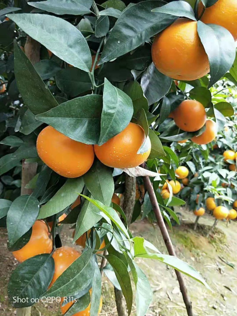 沃柑