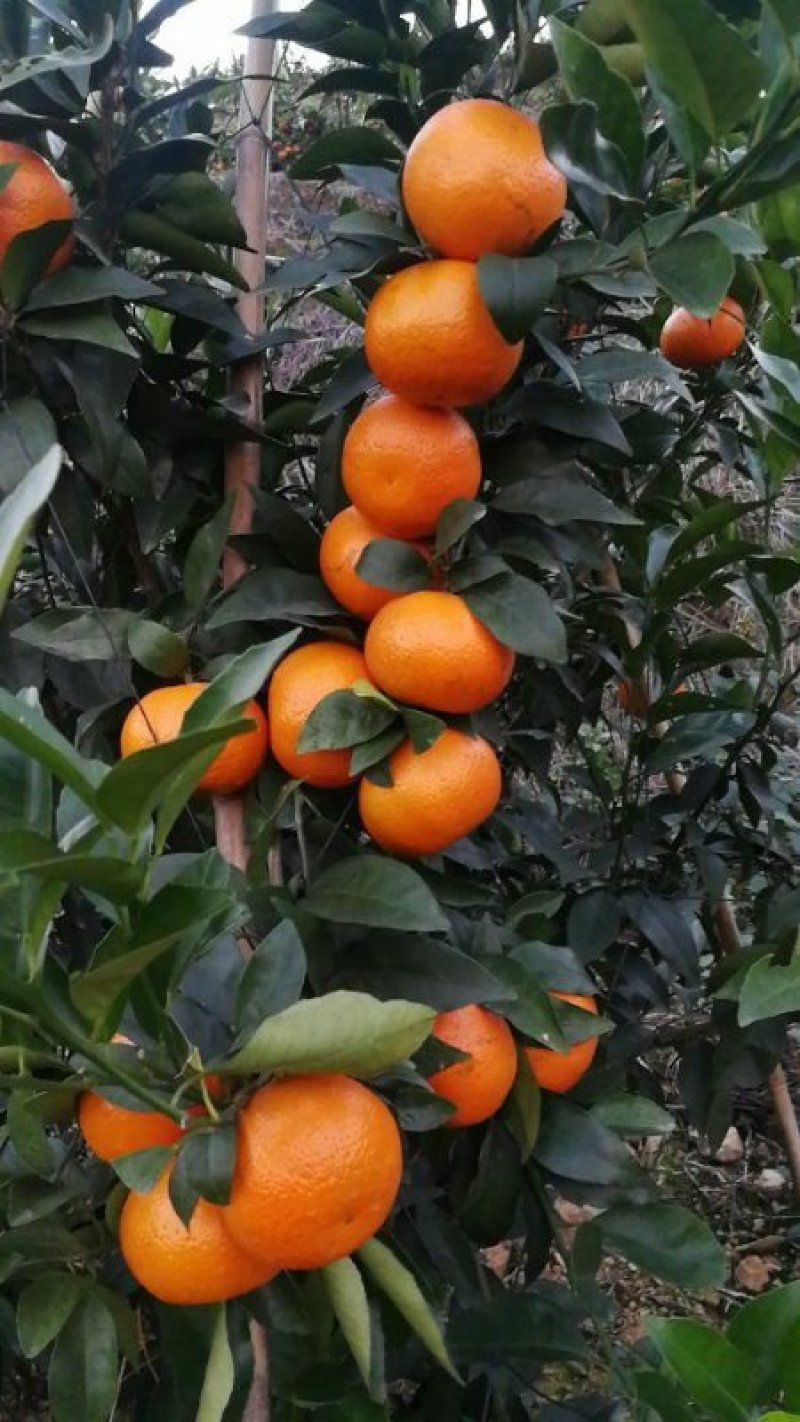 沃柑