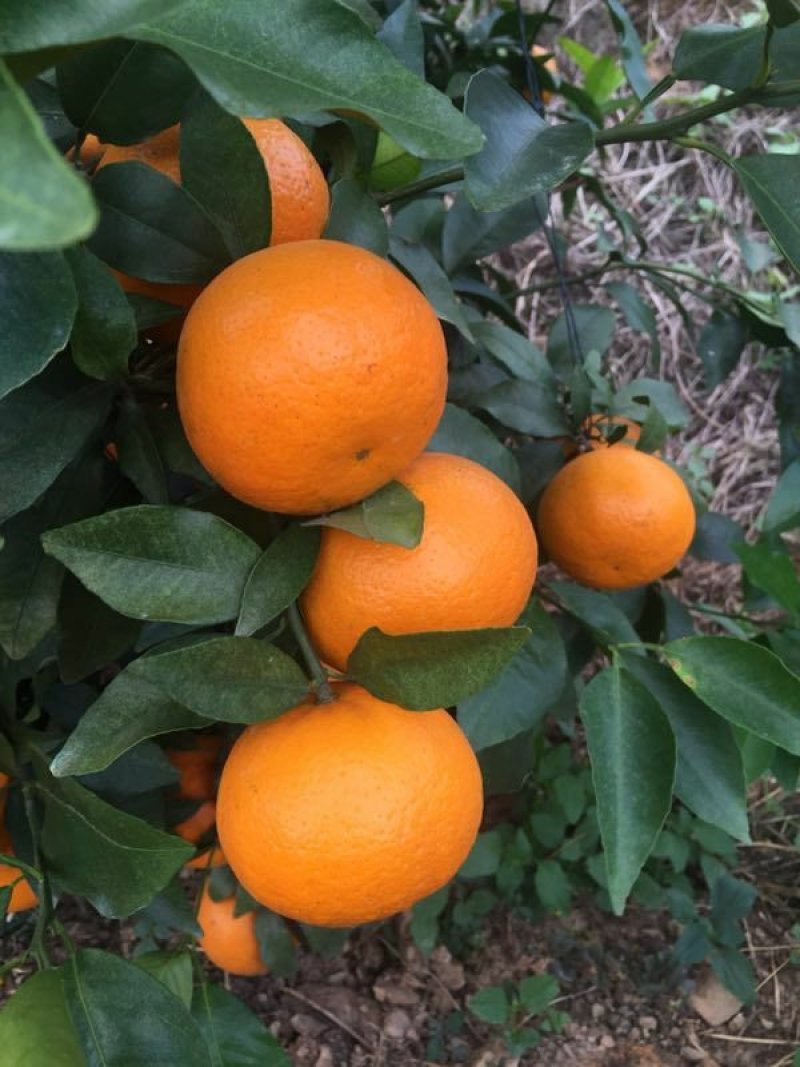 沃柑