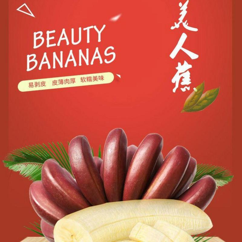 红皮香蕉美人蕉产地直发包邮