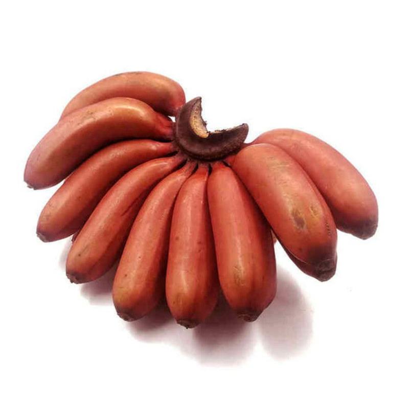 红皮香蕉美人蕉产地直发包邮