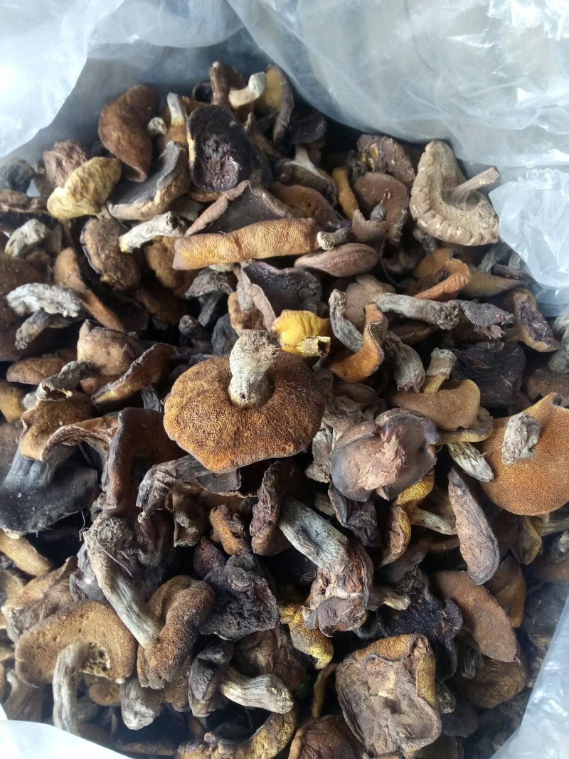 松蘑纯秋板手选板精品产地直发品质保证可视频看货欢迎下单
