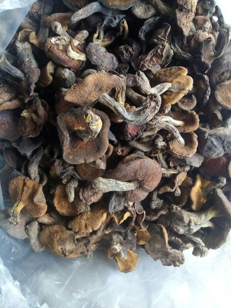 松蘑纯秋板手选板精品产地直发品质保证可视频看货欢迎下单