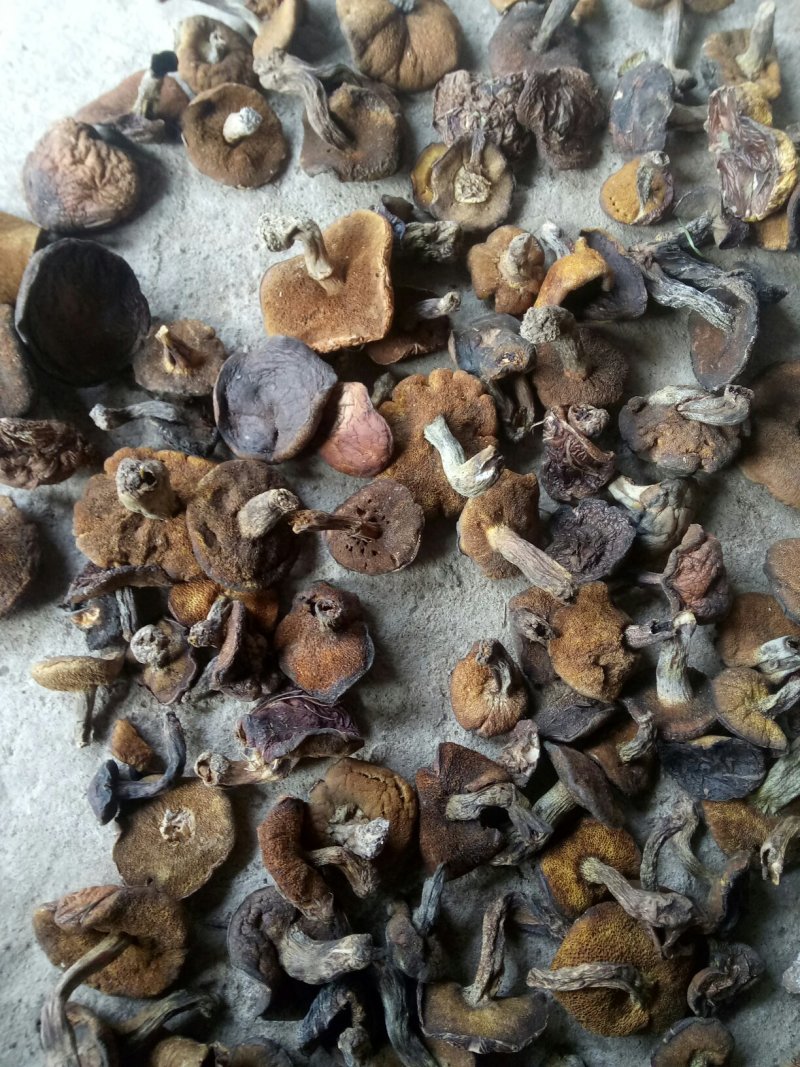 松蘑纯秋板手选板精品产地直发品质保证可视频看货欢迎下单