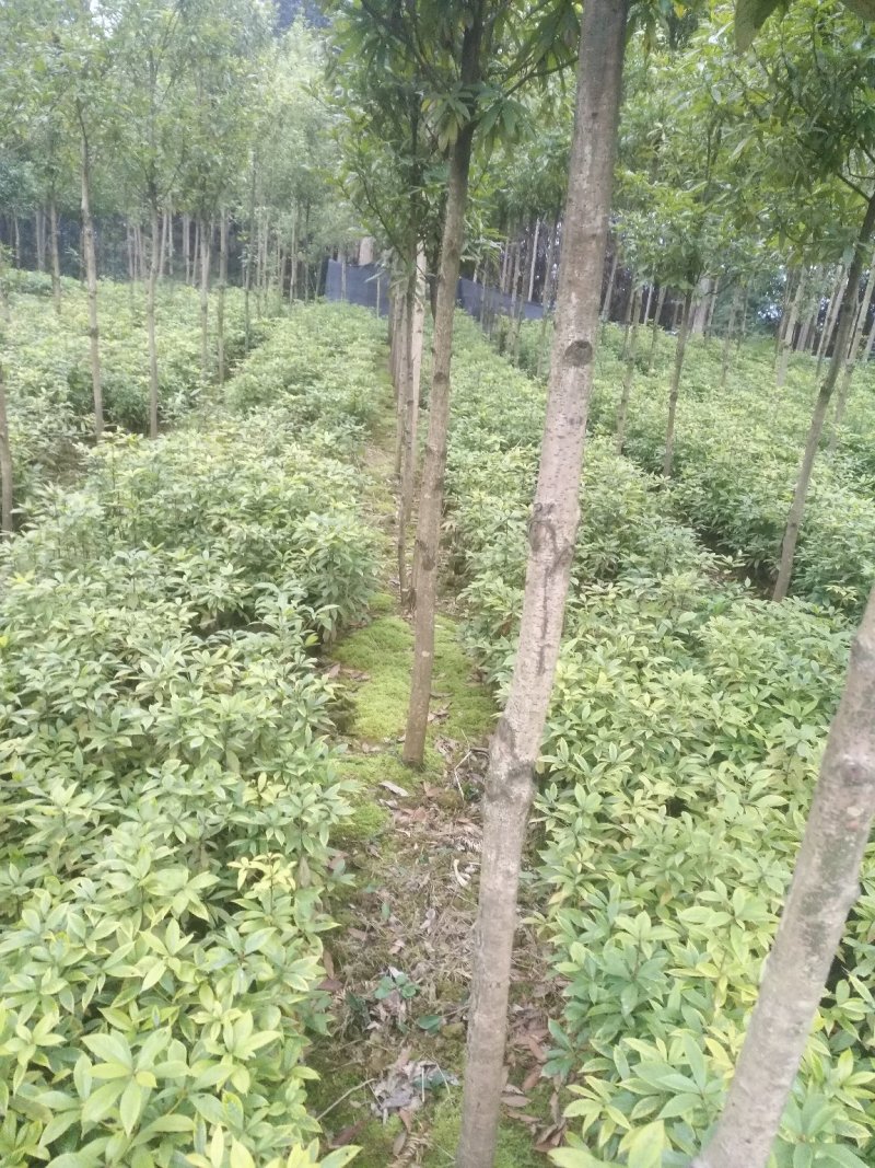 品种优良金丝楠木苗产地直发，量大从优，免费技术指导