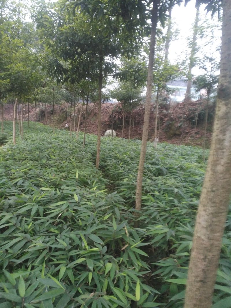 品种优良金丝楠木苗产地直发，量大从优，免费技术指导