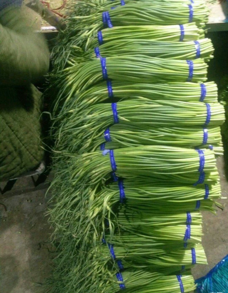 优质蒜薹批发，红帽✔白帽质量保证，货源充足