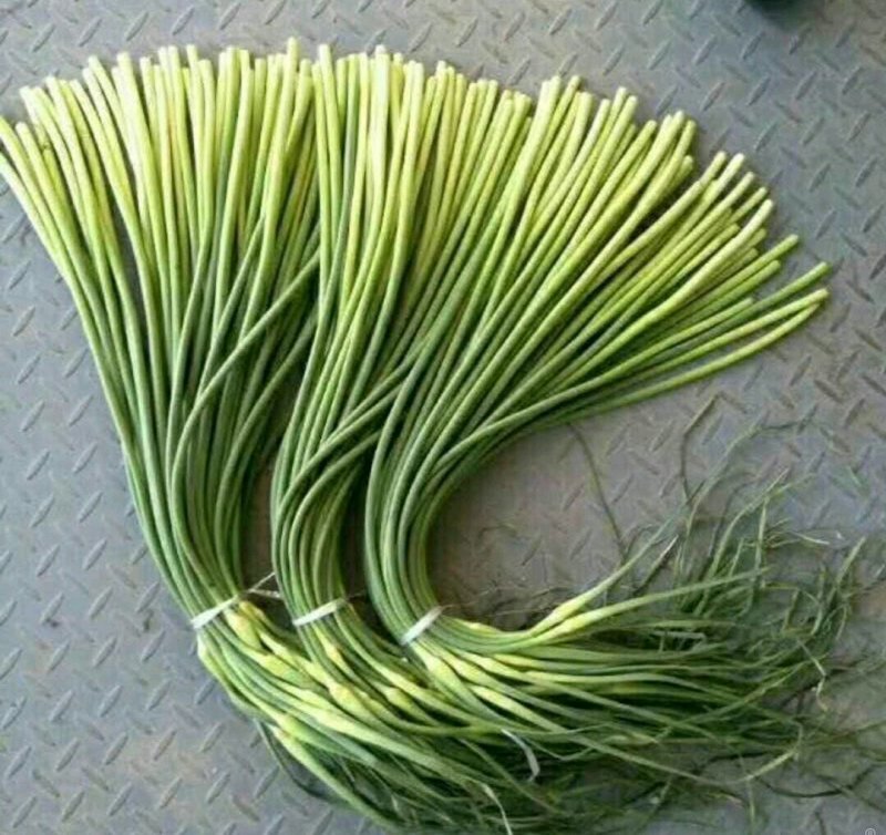 优质蒜薹批发，红帽✔白帽质量保证，货源充足