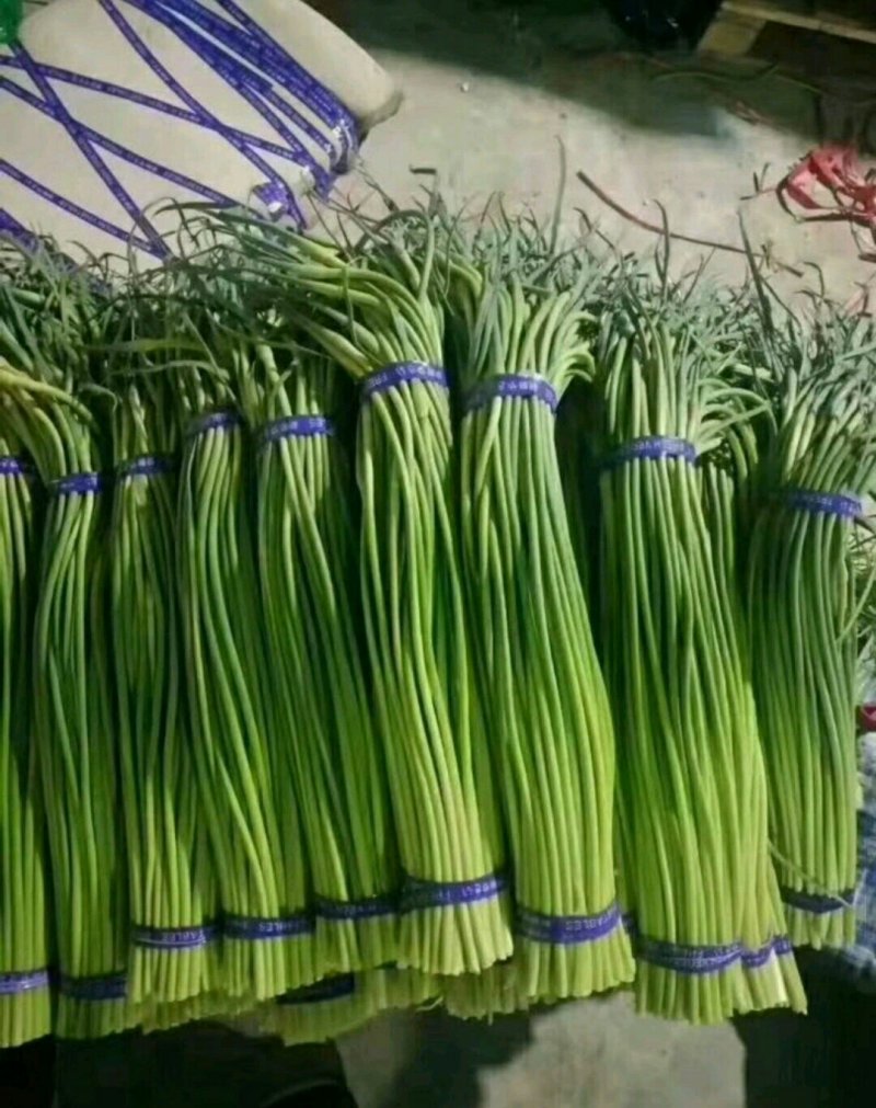 优质蒜薹批发，红帽✔白帽质量保证，货源充足