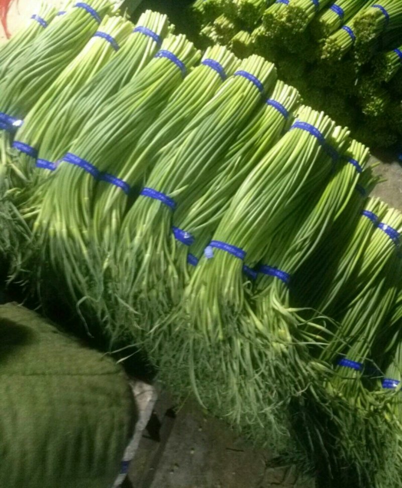 优质蒜薹批发，红帽✔白帽质量保证，货源充足