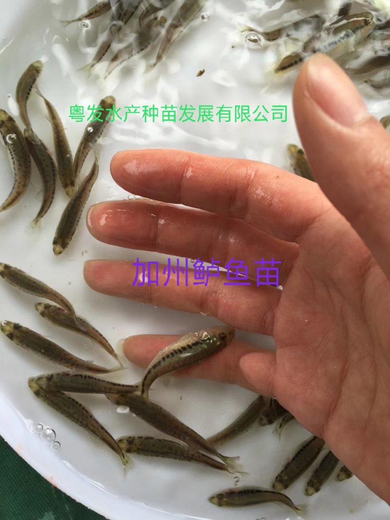 加州鲈鱼苗、优质淡水鲈鱼苗