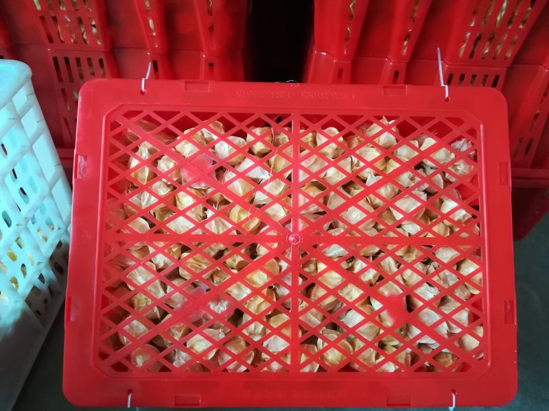 精选黄菇娘灯笼果(批发代购代发品质保证）