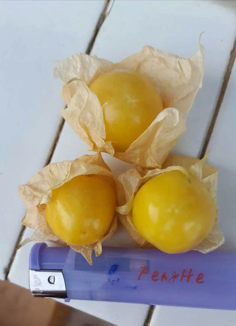 精选黄菇娘灯笼果(批发代购代发品质保证）