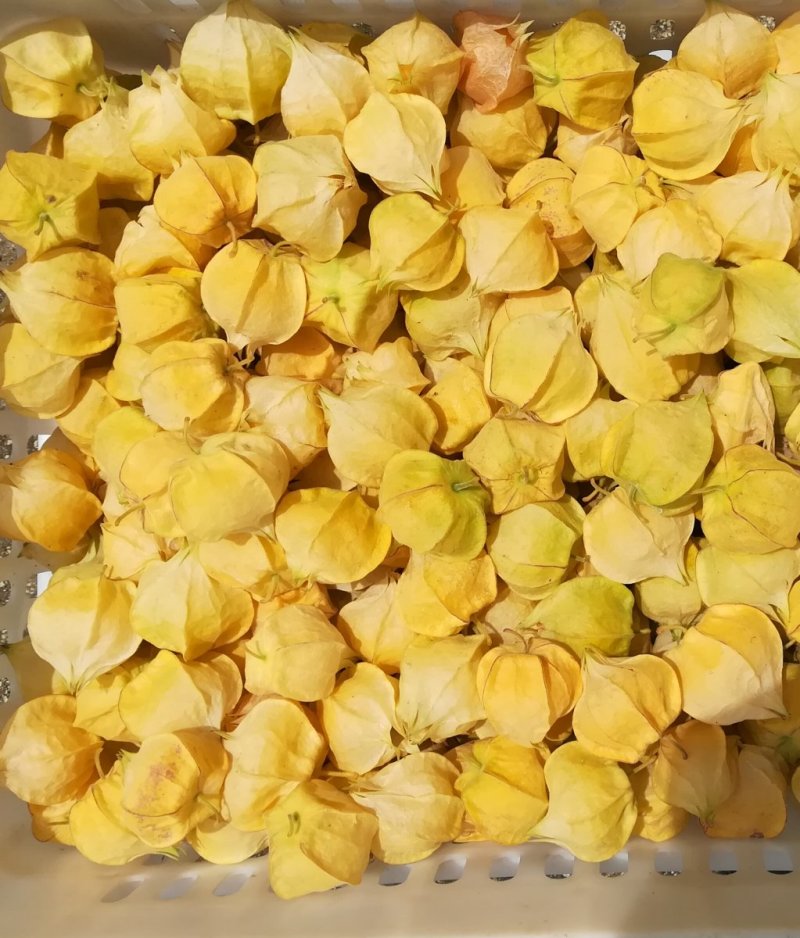 精选黄菇娘灯笼果(批发代购代发品质保证）