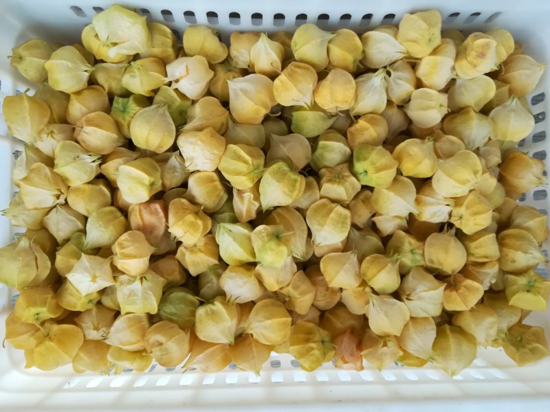 精选黄菇娘灯笼果(批发代购代发品质保证）