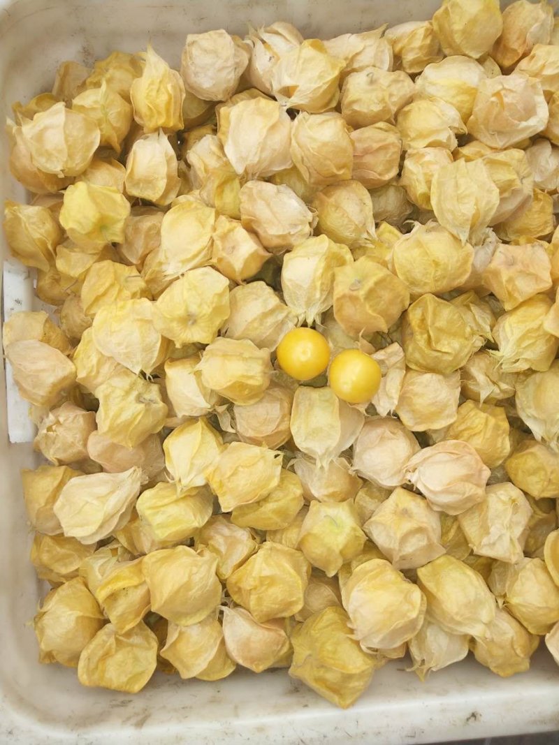 精选黄菇娘灯笼果(批发代购代发品质保证）