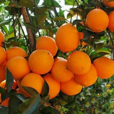 纽荷尔脐橙苗一基地直供、品种纯正、无病虫害、叶片亮丽
