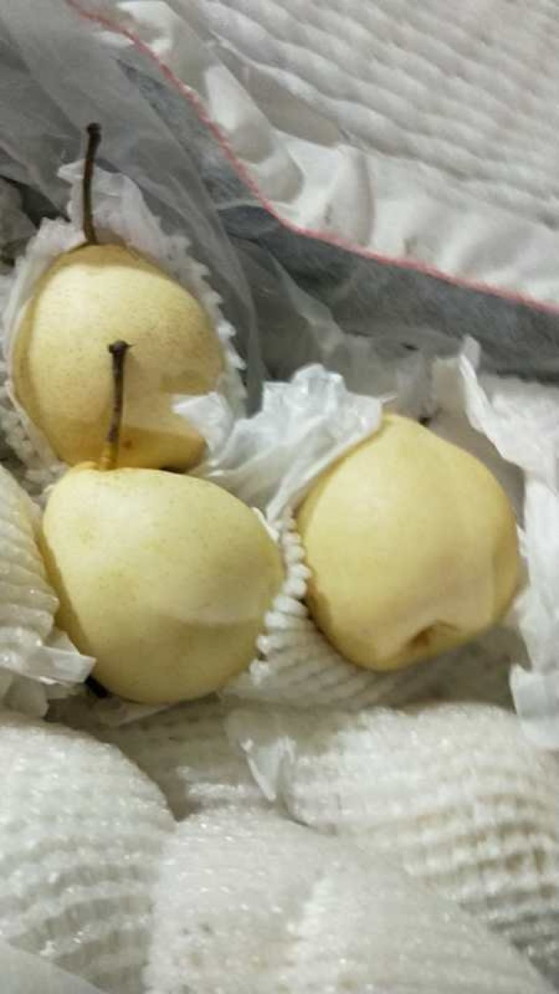 鸭梨，长年工货口感好，特别甜