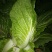 精品大白菜无虫无烧心。。大小个头都有。。