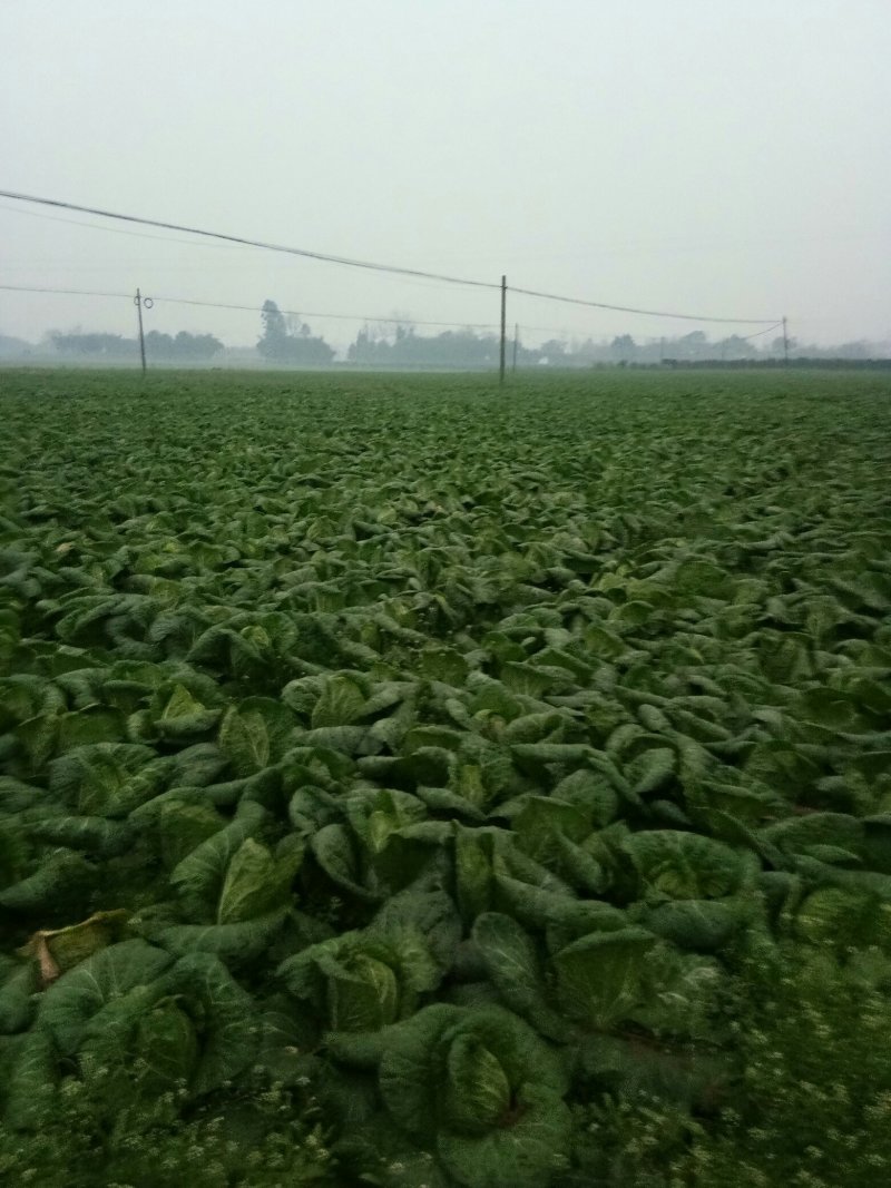 精品大白菜无虫无烧心。。大小个头都有。。