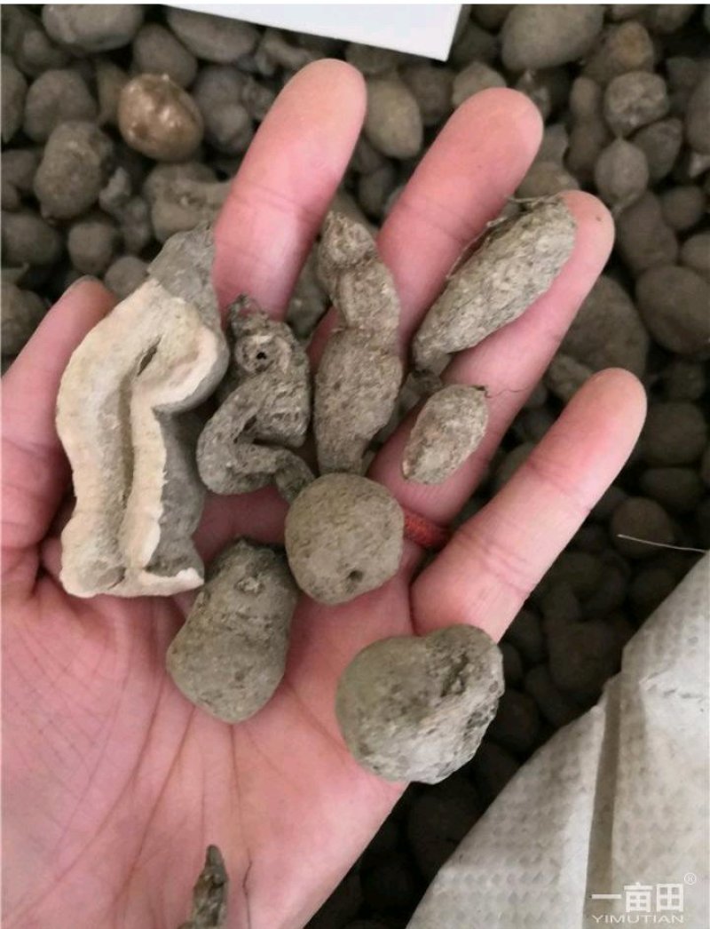 大统装金丝吊葫芦石老鼠地葫芦石猴子产地货