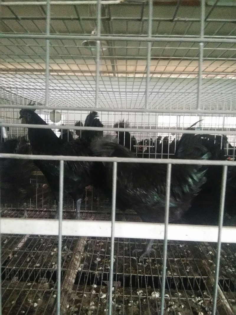 鸡苗乌骨鸡种蛋鸡苗正宗盐津乌骨鸡
