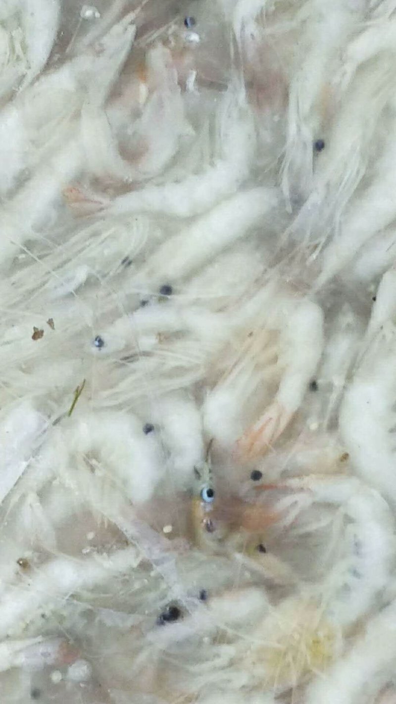 洪泽湖淡水特产