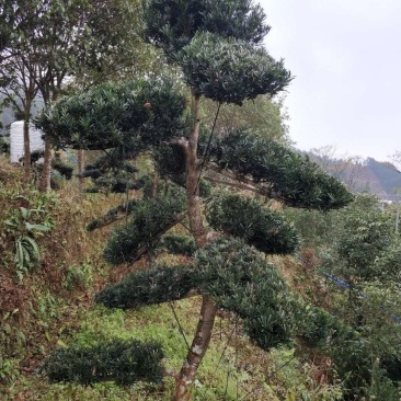 罗汉松