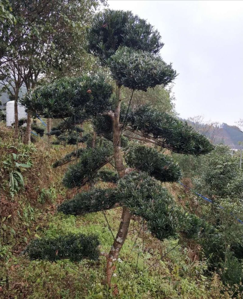 罗汉松