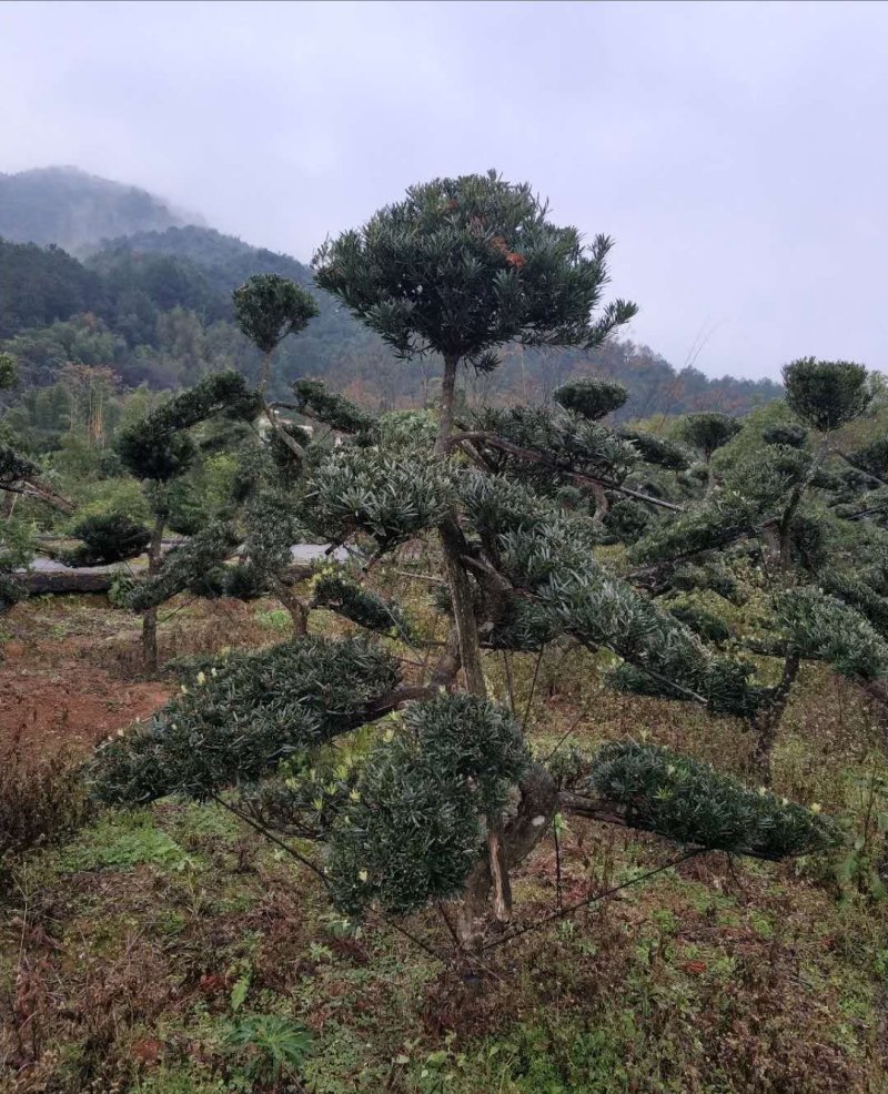 罗汉松