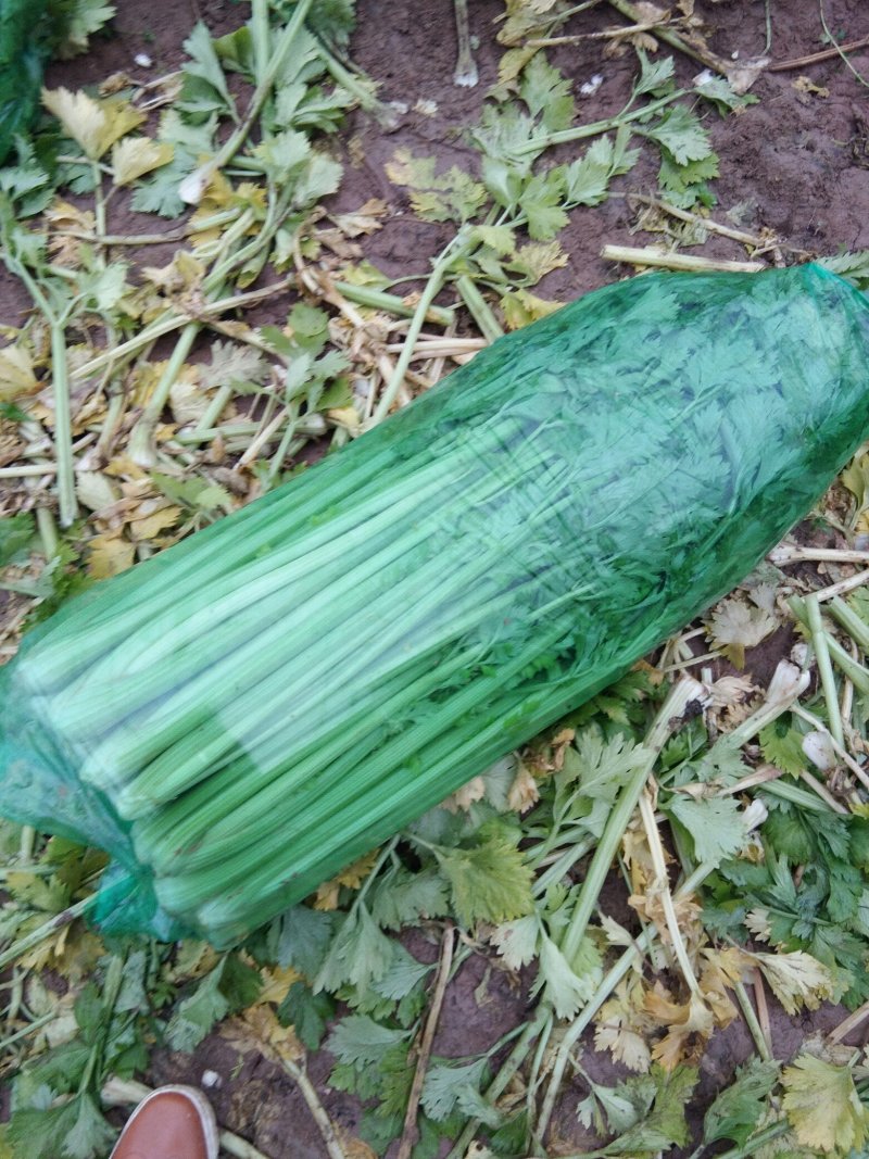 法国西芹