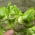 儿菜