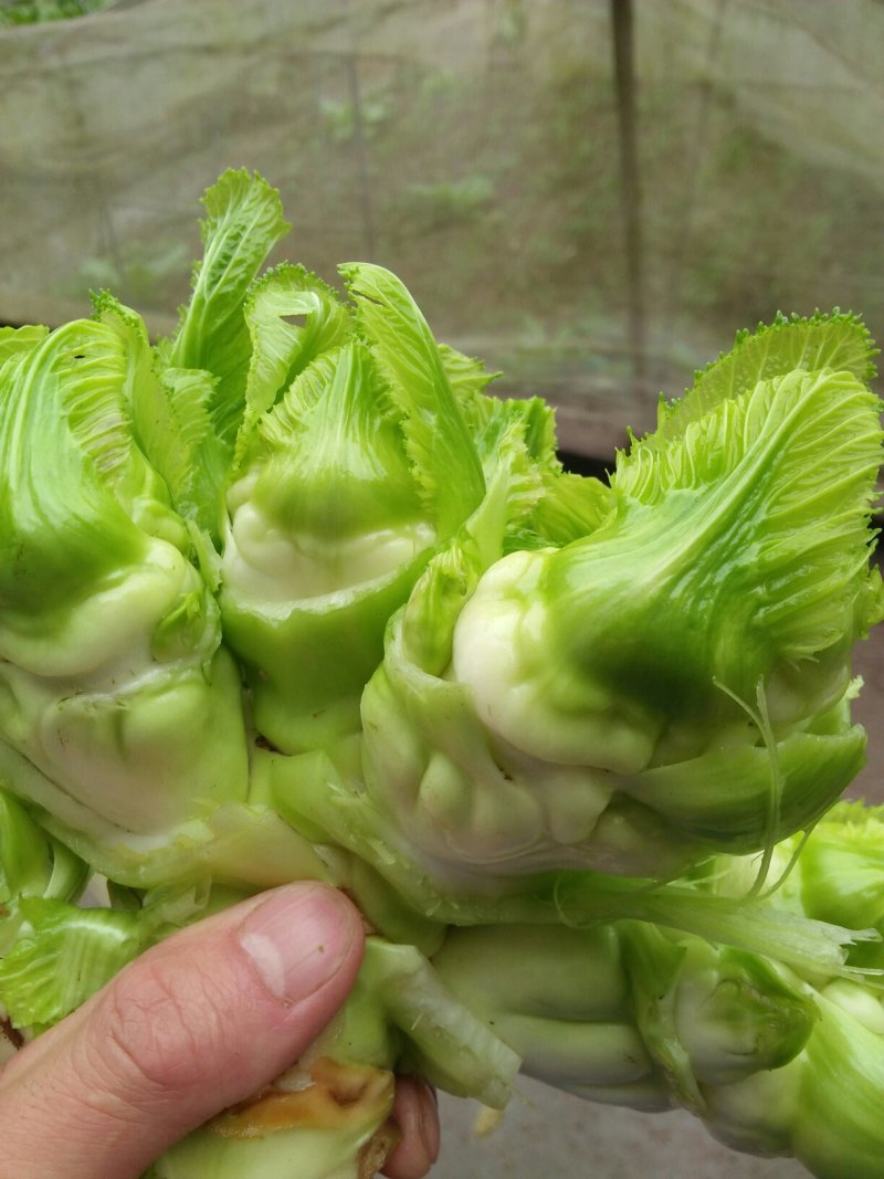 儿菜